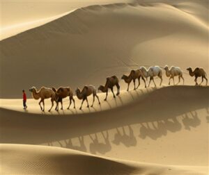 Qatar, migliaia di cammelli espulsi dall'Arabia Saudita