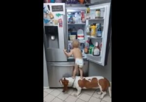 Bimbo utilizza il cane per saccheggiare il frigo, ma qualcosa va storto