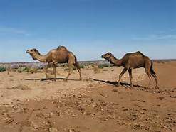 Cammelli del Qatar