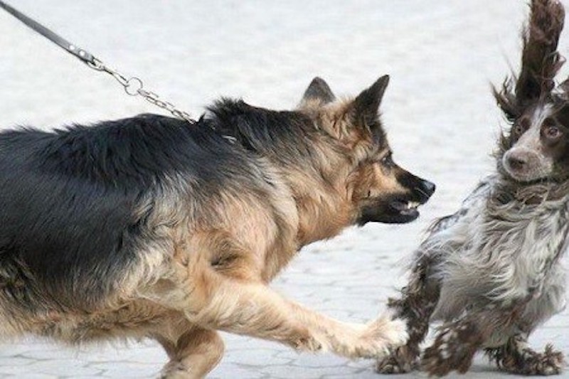 Bussolengo, litigano per il cane: italiano accoltella 20enne albanese - Blitz quotidiano