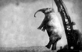 Mary: elefantessa impiccata per omicidio nel 1916