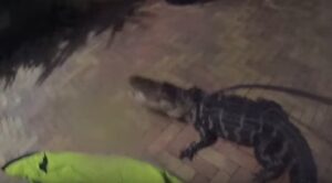 Florida, poliziotto cattura un alligatore: la body camera riprende tutto