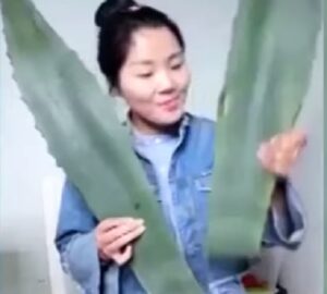 Mangia in diretta agave americana scambiandola per aloe vera:: blogger cinese ricoverata