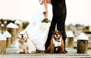 Pontirolo, sindaco dice no ai cani-paggetti per portare le fedi: sposi spostano nozze