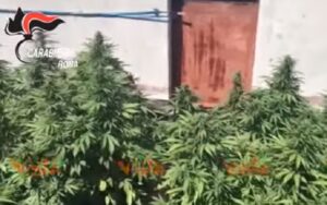 Marijuana, piantagione sul tetto a Roma: sequestrate 186 piante