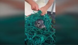 Cucciolo di foca imprigionato nella rete: pescatori di aragoste lo liberano