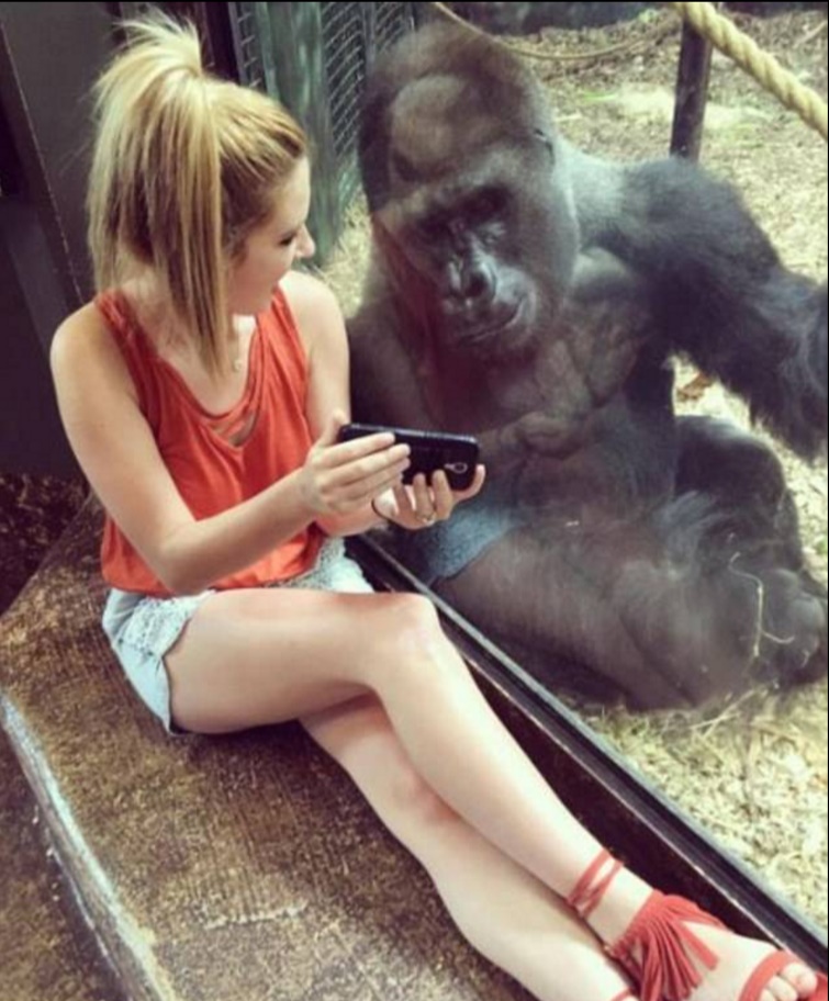 Si siede dietro al vetro dello zoo e mostra al gorilla i video sul telefonino