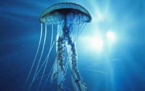 Puntura di medusa: siringa al veleno iniettato a 50 mln di metri al secondo