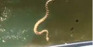 Serpente a sonagli cerca di saltare sulla barca: panico a bordo