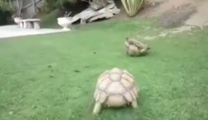 L’estenuante corsa della tartaruga per salvare la compagna