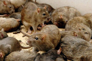 Pordenone, scuola media invasa da centinaia di topi