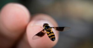 FIlippo Speretta punto da un'ape: shock anafilattico e coma per l'operaio