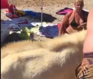 Caprone viene schiaffeggiato dai bagnanti sulla spiaggia di Cabras in Sardegna