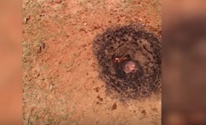 YOUTUBE Meteorite cade nel giardino di casa, il VIDEO spettacolare