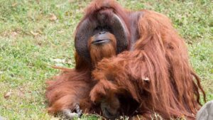 Chantek è morto: addio all'orango che aveva imparato la lingua dei segni