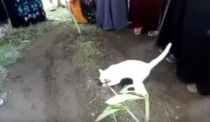 Gatto si dispera sulla tomba del padrone morto: il video commovente