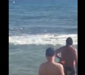YOUTUBE Benidorm, squalo vicino alla riva: bagnanti terrorizzati