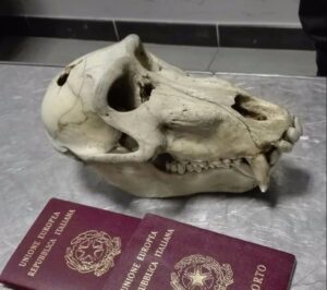 Torino, torna dalla vacanza con un cranio di babbuino in valigia: rischia multa da 15mila euro