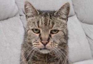 Nutmeg, morto il gatto più vecchio del mondo: 32 anni, cioè 144...
