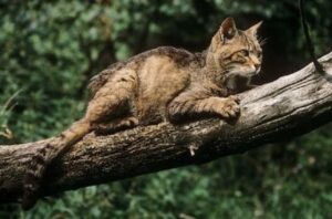 Liguria: nei boschi è tornato il gatto selvatico