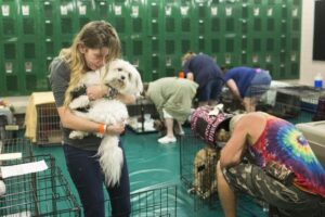 Uragano Irma, decine di cani e gatti abbandonati in Florida