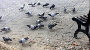 Nova Milanese, avvelenata da escrementi di piccione: in coma donna di 62 anni