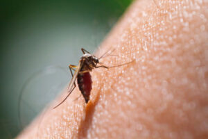 Chikungunya, 47 casi accertati. Emergenza trasfusioni e allerta in tutta Europa