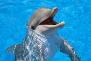 Balene-delfini-pettegolezzi