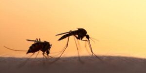 Malaria-taranto