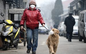 Cani-tosse-smog