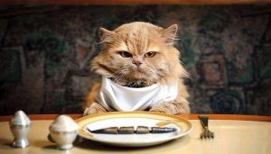 Gatti- cibo-dieta