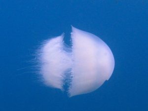 medusa-favignana