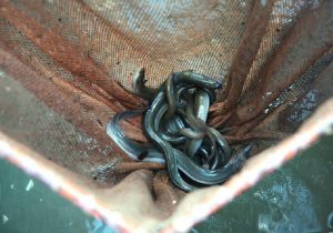 Anguille, in Spagna costano fino a 1.000 euro al chilo (foto Ansa)