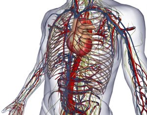 Nel corpo umano un nuovo organo: si chiama "interstizio"