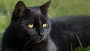 Gatti neri uccisi per sacrifici satanici: l'allerta in vista del solstizio d'estate