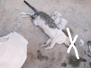 Marsala, gatta uccisa a sassate da alcuni ragazzini