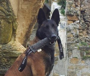 Raja, cane eroe del terremoto di Ischia, è scomparsa
