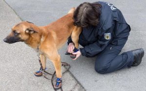Aidaa, appello a Salvini: "Scarpe anti-caldo per i cani poliziotto"