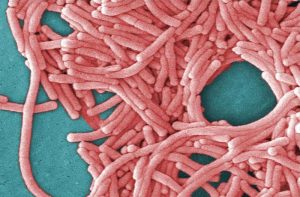 Legionella: sintomi, causa e cura della malattia che spaventa il Nord Italia