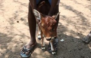 Vitello nasce con tre occhi e due musi in India