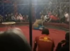 Russia leone attacca circo