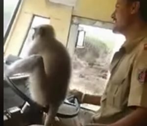 india scimmia guida bus 