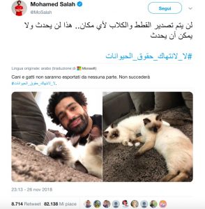 Salah vuole salvare 4000 cani e gatti randagi egiziani dal macello
