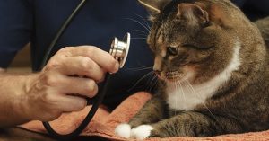 Cure veterinarie gratis per cani e gatti: l'iniziativa in Veneto