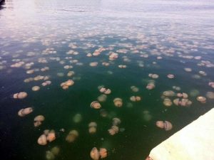 Isola d'Elba e Sardegna, l'invasione notturna delle meduse: colpa del mare "tropicale"