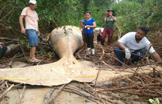 Brasile, balena di 8 metri spiaggiata nella foresta amazzonica: come ci è arrivata?