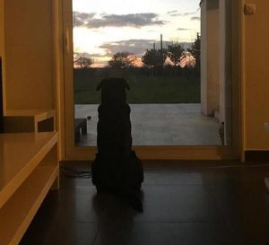 Emiliano Sala, il suo cane Nala veglia per ore davanti alla camera ardente (foto Ansa)
