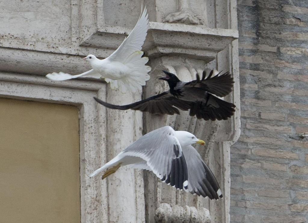 Papa Francesco libera una colomba: corvo e gabbiano l'aggrediscono (foto) 02