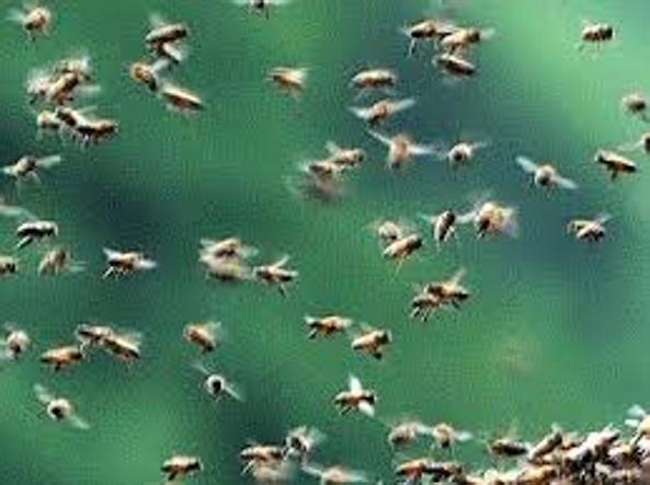 Chioggia, aggredito da vespe: agricoltore muore per shock anafilattico - Blitz quotidiano