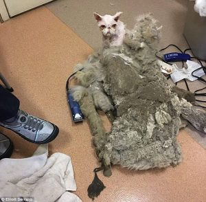 Gatto persiano ha 2 chili di pelo arruffato